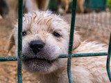 Les usines à chiots et l'élevage intensif de chiens