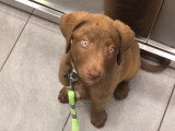 Un Chesapeake Bay Retriever de 10 semaines découvre son nouveau foyer