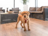 Un jeune chien debout dans un salon