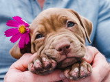 Un homme tient un chiot mignon dans ses bras