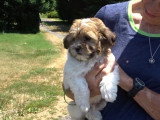 Ce petit Shih-Poo rejoint sa nouvelle famille qui vit à la ferme