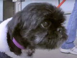 L'adoption d'une femelle Affen Tzu de 8 ans