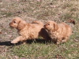 D'adorables chiots Cavapoo débordent d'énergie