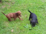 Des chiots Doxiepoo à adopter