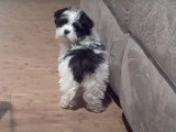Un chien Lhatese arrive chez sa nouvelle famille