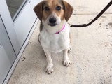 Cette chienne Australian Sheagle cherche une famille pour l'accueillir