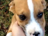 Un adorable Australian Boxherd à la recherche d'une famille