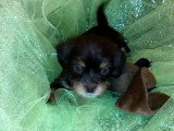 Une jeune Shih Chi à adopter