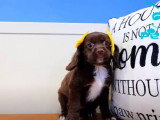 Une Cotralian à adopter