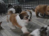 Ces chiots Havashu disponibles à l'adoption