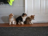 De jeunes Corgipoos cherchent une famille