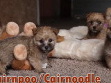 Une portée de Cairnoodle à adopter