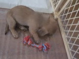 Un Doxie Cairn vient d'arriver dans sa famille