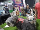 Un French Boodle dans un salon pour vendre des chiens