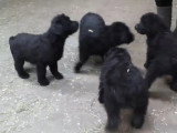 Des Rottle cherchent une famille