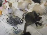 Des chiots Chinese Boston-Tzu attendent d'être adoptés