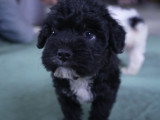 Des chiots French Boodle
