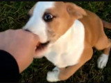 Une Australian Boxherd à adopter