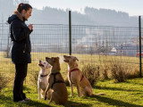 Comment choisir un bon élevage où acheter un chien