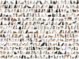 Choisir une race de chien : analyser et comprendre les fiches de races