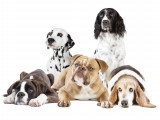 Toutes sortes de races de chiens sur un fond blanc