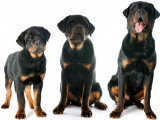 Comment connaître l'âge d'un chiot ou d'un chien ?