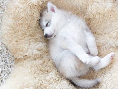 Un chiot adorable dort sur une couverture