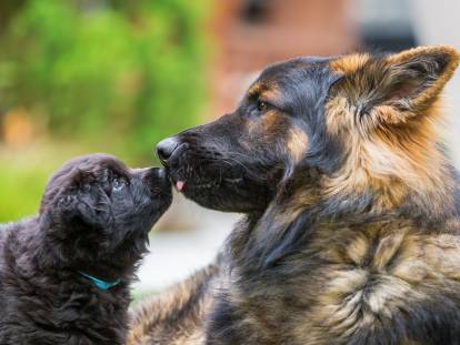 Chiot ou chien adulte : que choisir ?