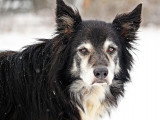 L'alimentation du chien âgé : comment nourrir un vieux chien