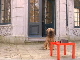 Un bar pour chiens dans un parc de Bruxelles