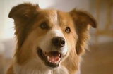 Une publicité Purina conçue pour les chiens