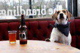 Bowser Beer, la bière pour chien