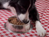 Quelle est la qualité réelle des croquettes qu'on donne à son chien ?
