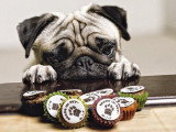 À la découverte d'une biscuiterie pour animaux