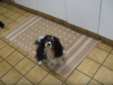 Un Cavalier King Charles bien décidé à avoir du rab' de nourriture