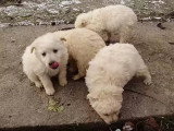 Quatre chiots Berger Croate partagent paisiblement leur repas