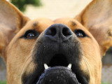 Vue proche sur le nez d'un chien