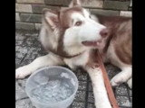 Un chien Alaskan Husky qui mange des glaçons