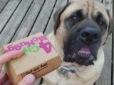 Un chien mange des nuggets