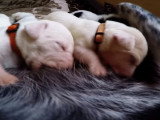 Des chiots Greyster de 6 jours en pleine tétée