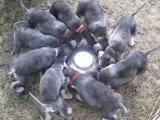 Des chiots Bedlington Terrier prennent leur repas