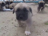 Des chiots Kangal en train de manger et têter leur mère