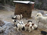 Des chiots Bergers Bulgares de 8 semaines prennent leur repas