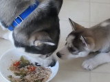 Un petit Husky Sibérien lorgne la gamelle de son père