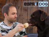 Une recette facile de glace pour chien