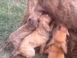 Des chiots Segugio Maremmano têtant leur maman et évoluant dans le jardin