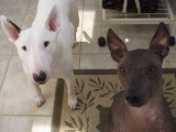 Un Xolo et un Bull Terrier attendent sagement leur friandise