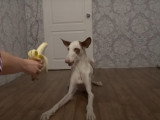 Un Podenco d'Ibiza rencontre une banane
