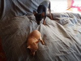Un Russkiy Toy et un Chihuahua se disputent une friandise