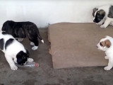Des chiots Raferio do Alentejo en train de jouer et de manger